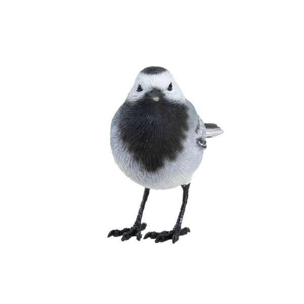 Witte kwikstaart