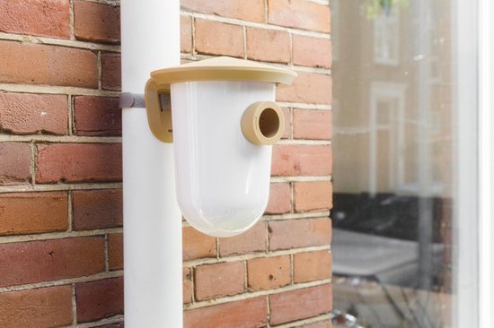 SingingFriend - Rasse R braun