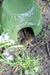 Esschert design - Toad house