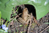 Esschert design - Toad house