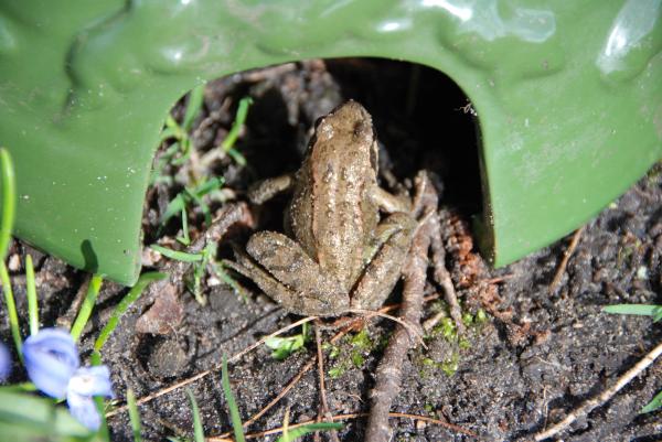 Esschert design - Toad house