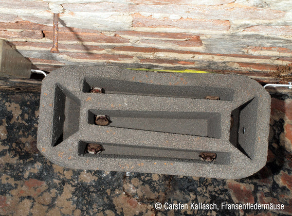 Vleermuis-gewelfsteen 1GS voor kelders en tunnels – foto 3