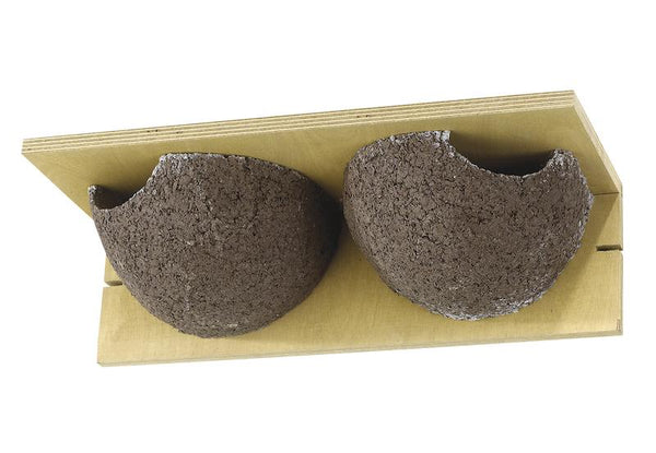 House martin nest double