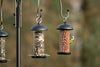 Tambora feeding station