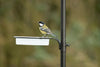 Tambora feeding station