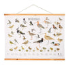 Wandposter Wiesenvögel
