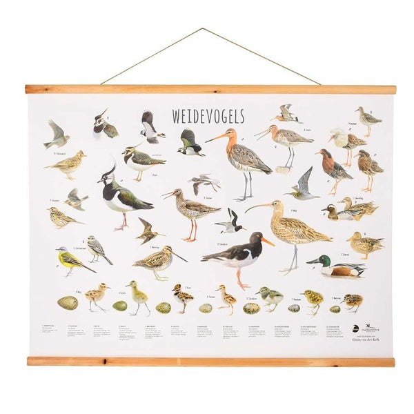Wandposter Wiesenvögel