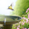 Grünes Vogelbad zu Fuß