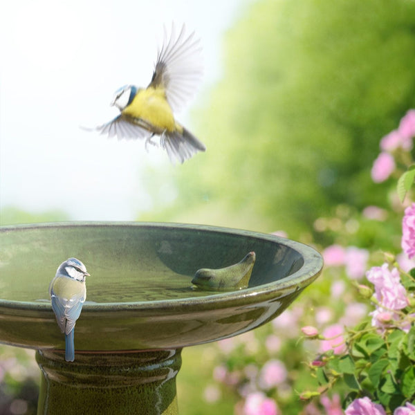 Grünes Vogelbad zu Fuß
