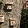 Robin nest box