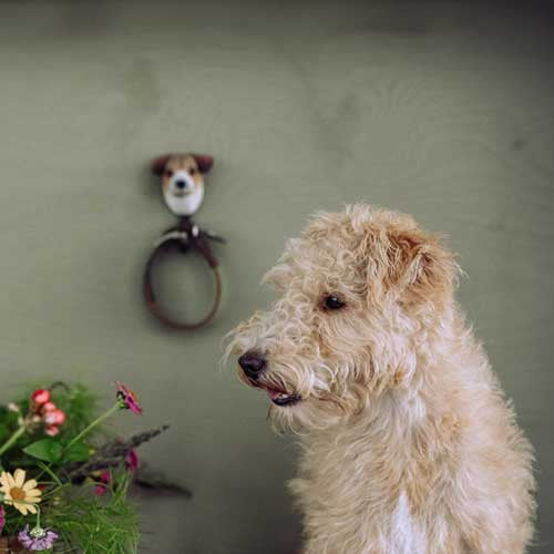 Wildlife Garden - Jack Russell Terrier Clothes Hook