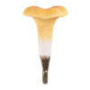Crochet Chanterelle