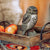 DecoBird - Little Owl