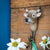 Wildlife Garden - Kledinghaak Alpenkoe