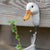 Wildlife Garden - Clothes Hook Duck