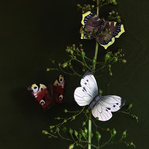Magnet Butterfly Large White