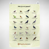 Vogel Afstreep-Poster A3 – Vogels Spotten voor het Raam | Inevo