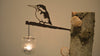 Birdwise - Eisvogel