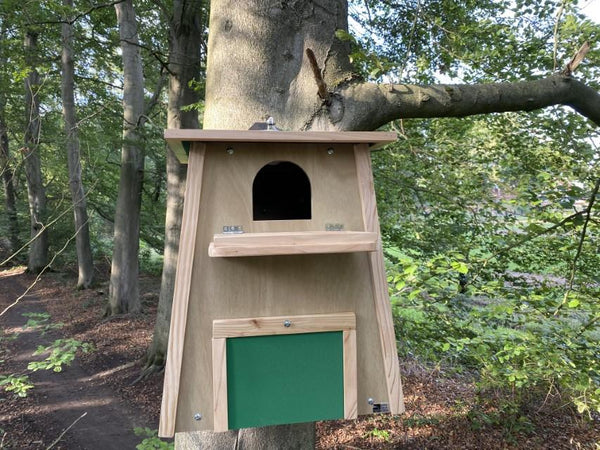 CaptureWILD - Schleiereule