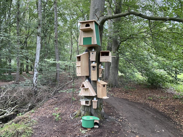 CaptureWILD - Baumläufer