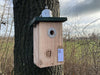 CaptureWILD - Pimpelmees