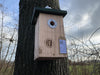 CaptureWILD - Pimpelmees