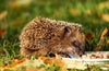 Organic pate for hedgehogs
