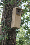 CaptureWILD - Woodpecker