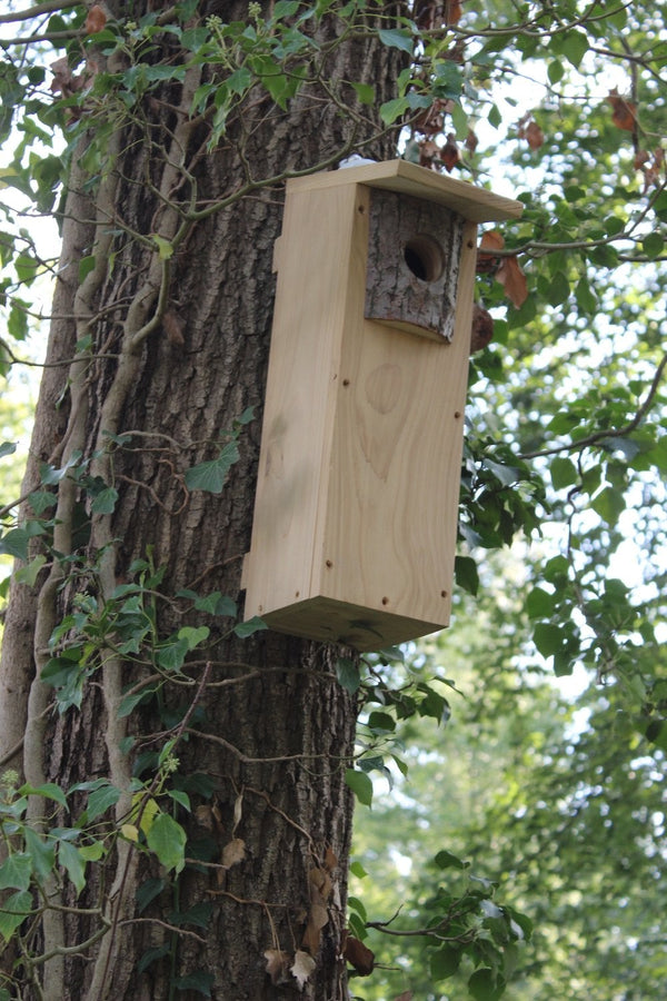 CaptureWILD - Woodpecker