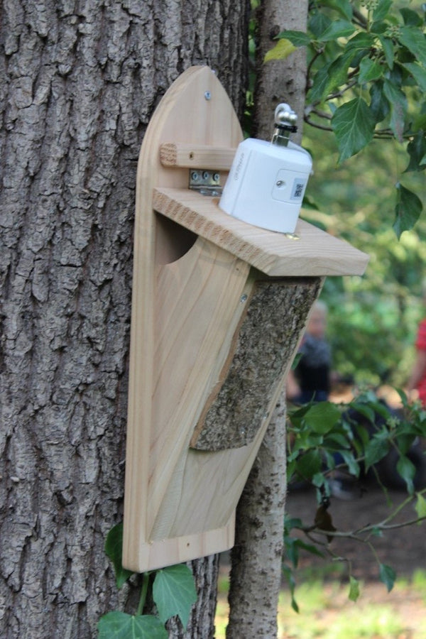 CaptureWILD - Baumläufer