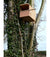 Kestrel Box
