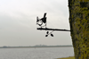 Birdwise - Haubenmeise