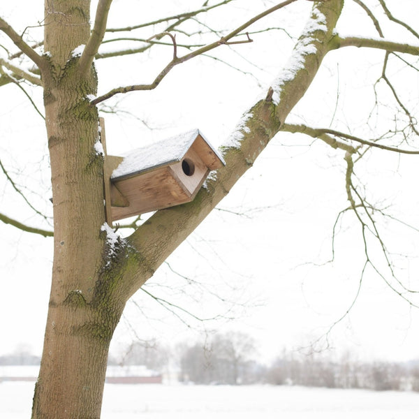 Little Owl Birdhouse