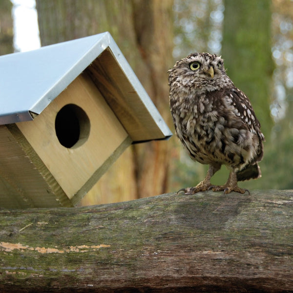 Little Owl Birdhouse