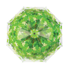 Umbrella tree crown