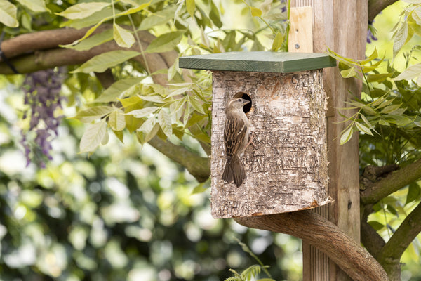 Berken Nestkast 34mm – in de tuin