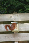 Squirrel feeding house