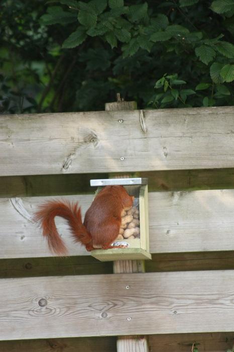 Squirrel feeding house