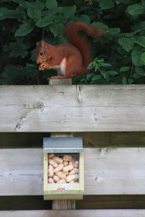 Squirrel feeding house
