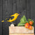 DecoBird Golden Oriole
