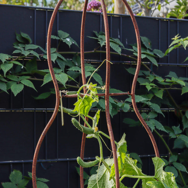 Plantensteun obelisk vogel