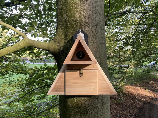 CaptureWILD - Steenuil