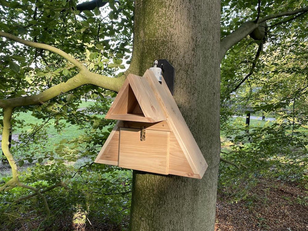 CaptureWILD - Steenuil