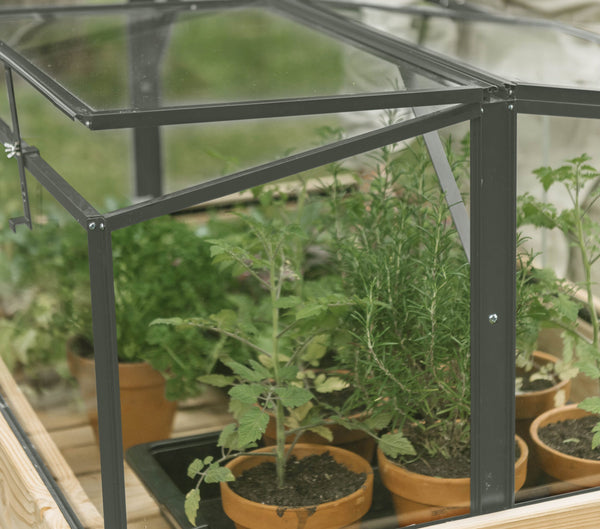 Broeikas Parsley Planter small groengrijs 4 mm veiligheidsglas