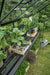 Kweektafel Birdlip 48, geintegreerd, zwart