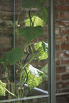Set plantspiralen zwart