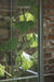 Set plantspiralen zwart