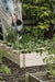 Kweekbak Crispy Lettuce grenen onbehandeld 20x120x80cm