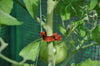 Tomatenclips – set 20