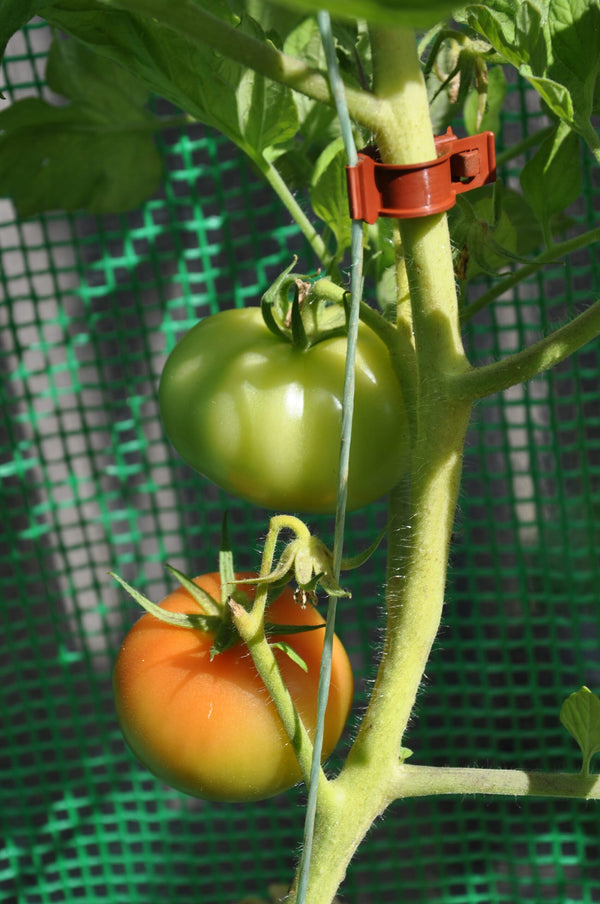 Tomatenclips – set 20
